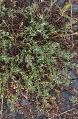 Polygonum aviculare