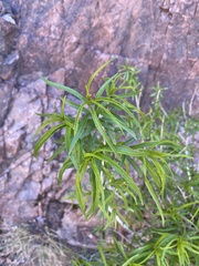 Brickellia longifolia