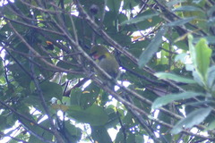 Eulacestoma nigropectus