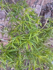 Brickellia longifolia