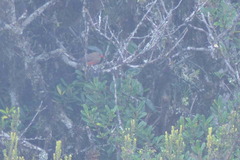 Oreostruthus fuliginosus