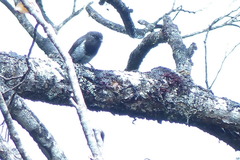 Cloud-Forest Robin photo 2