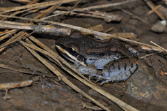 Leptodactylus mystacinus