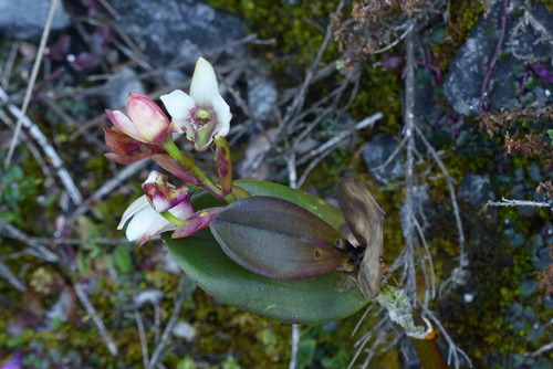Dendrobium acutisepalum observed 2017-10-18