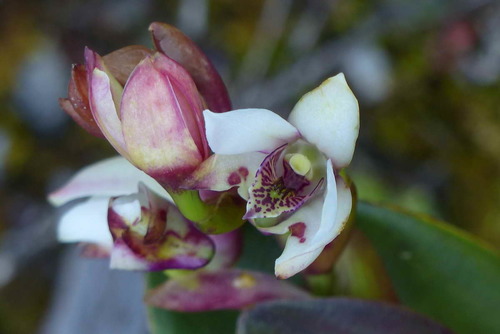 Dendrobium acutisepalum J.J.Sm. 4