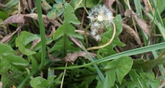 Taraxacum officinale
