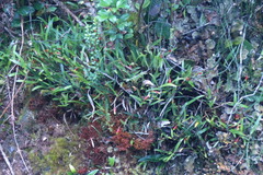 Mediocalcar agathodaemonis