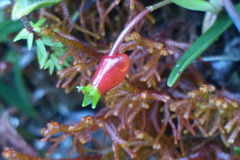 Mediocalcar agathodaemonis