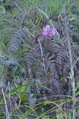 Spathoglottis parviflora