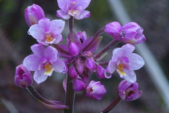Spathoglottis parviflora