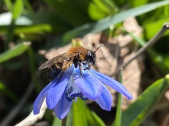 Andrena haemorrhoa