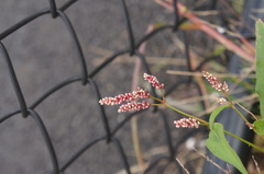 Persicaria