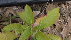 Phytolacca americana
