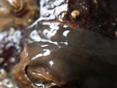 Leptoplana tremellaris