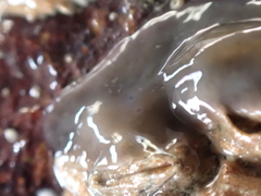 Leptoplana tremellaris