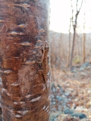 Anolis nebulosus