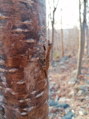 Anolis nebulosus