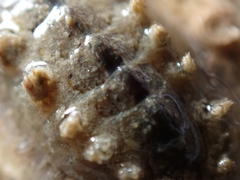 Acanthochitona crinita