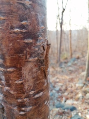 Anolis nebulosus