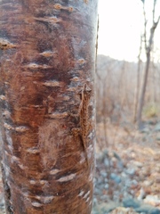 Anolis nebulosus