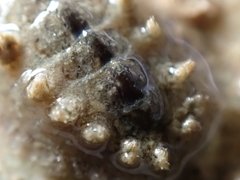 Acanthochitona crinita