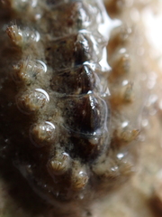 Acanthochitona crinita