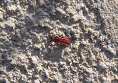 Cucujus cinnaberinus