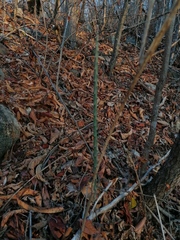 Acanthocereus fosterianus