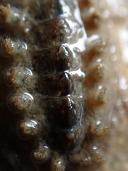 Acanthochitona crinita