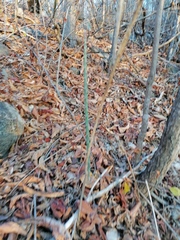 Acanthocereus fosterianus