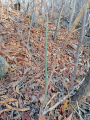 Acanthocereus fosterianus