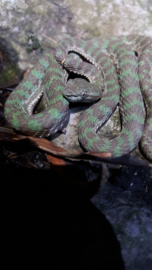 Quang Binh Pitviper
