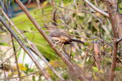 Toxostoma curvirostre