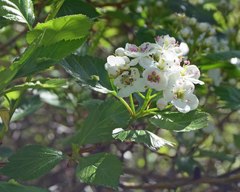 Crataegus succulenta