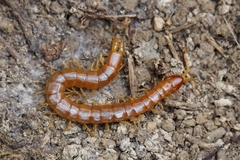 Theatops erythrocephalus