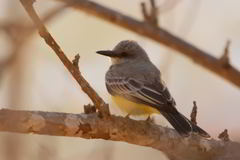 Tyrannus melancholicus