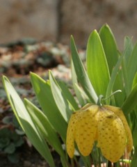 Fritillaria aurea