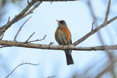 Turdus rufopalliatus