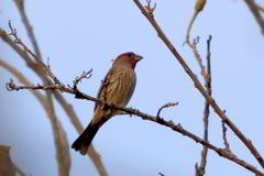 Haemorhous mexicanus