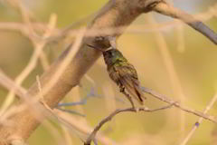 Phaeoptila sordida
