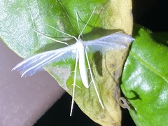 Pterophorus niveodactyla