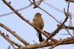 Haemorhous mexicanus