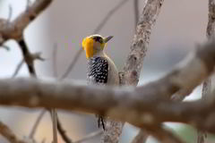 Melanerpes chrysogenys