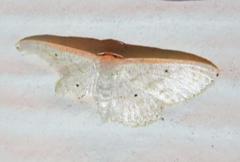 Scopula benitaria