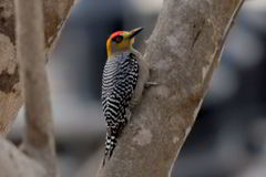 Melanerpes chrysogenys