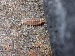 Halophiloscia couchii