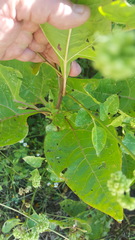 Salpianthus purpurascens