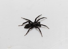 Drassyllus praeficus