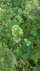 Salpianthus purpurascens