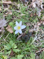 Anemonoides nemorosa